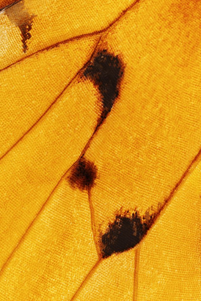 Wing1