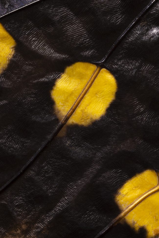 Wing2
