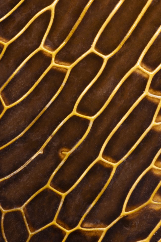 Wing3