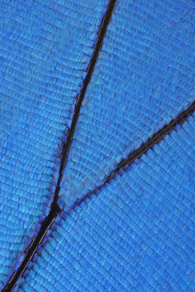 Wing5